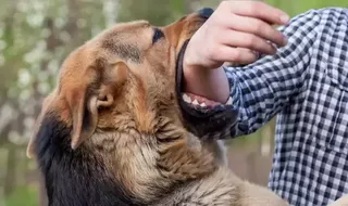 Dog bite